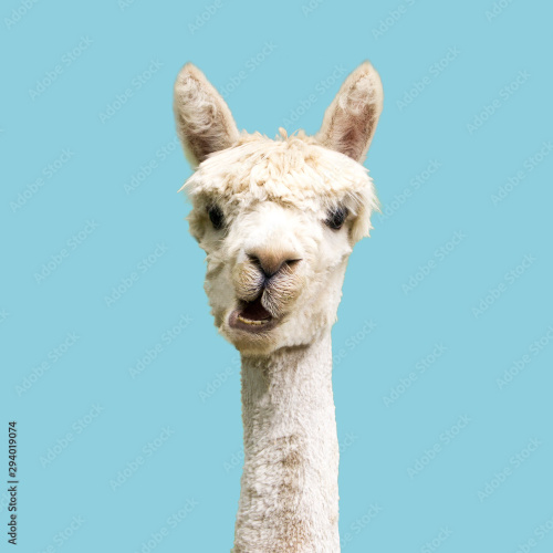 3 x Alpaca Silky Female