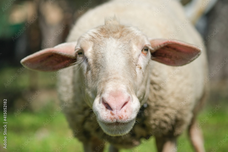 10 - 100 x Shropshire / Southdown Ewes & Hoggs