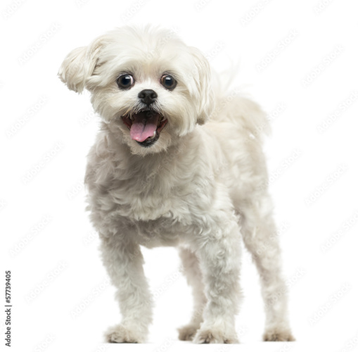 1 x Tri-Colour Bearded Collie/Welsh Sheepdog X-Cross Female