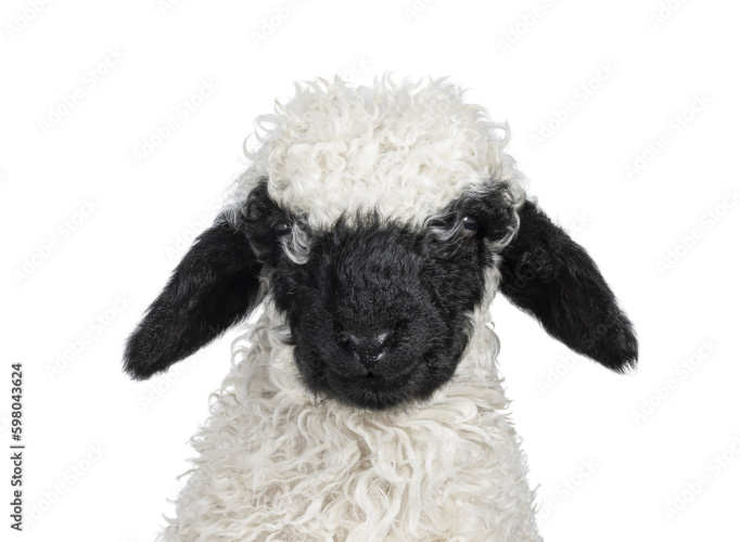5 x Hampshire Down Hoggs & Lambs