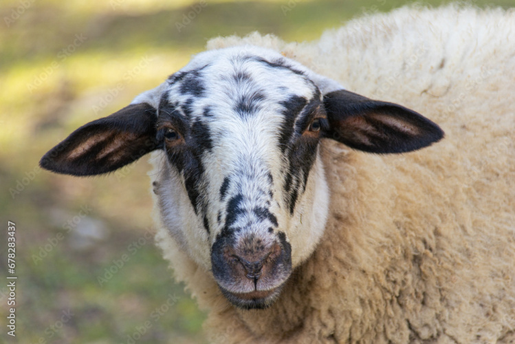 2 - 150 x Blue Texel / Hampshire Down / Poll Dorset Gimmers & Hoggs