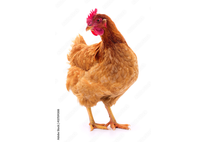 10 x Chickens - Leghorn - Hens