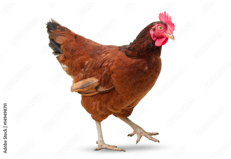 5 x Amber Rock / Faverolle Bantams - Chicks