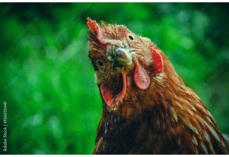 5 x Chickens - Deathlayer Bantam - Mixed Sexes