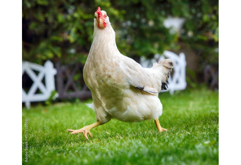 5 x Chickens - Barnevelder / Hamburgh - Cockerels